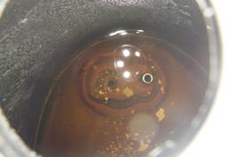 HONDA C50 SUPER CUB AA01