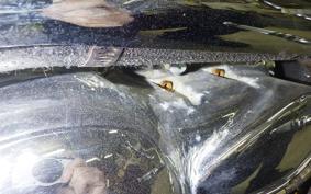 HARLEY V-ROD 1130 2002