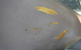 YAMAHA VINO 50 SA26J