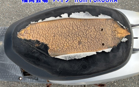 HONDA DIO