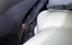 HONDA GYRO CANOPY TA03