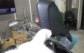 TRIUMPH DAYTONA660 2025