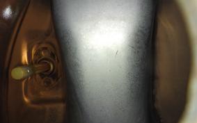 HONDA MONKEY 2021 Z50J