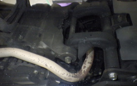HONDA LEAD 125 2025 JF45
