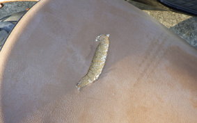 YAMAHA VINO 50 SA10J