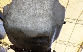 HONDA RTL250S RTL250SF