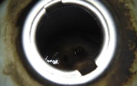 HONDA LITTLE CUB 2021 AA01