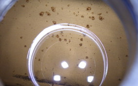 YAMAHA BJ 2014 SA24J