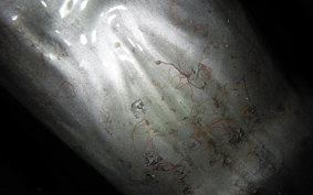 YAMAHA RD50 1987 2U2