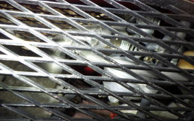 HONDA GIORCUB 2009 AF53