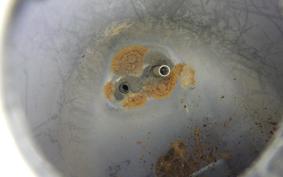 HONDA C70 SUPER CUB 2019 C70