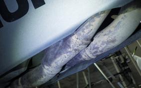 SUZUKI GSX-R1000 2016