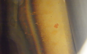 HONDA MONKEY 1987 Z50A