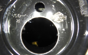 HARLEY FXDB 1580 2015